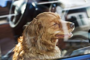 Dog locked in car