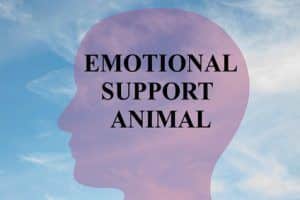 Emotional Support Animal concept